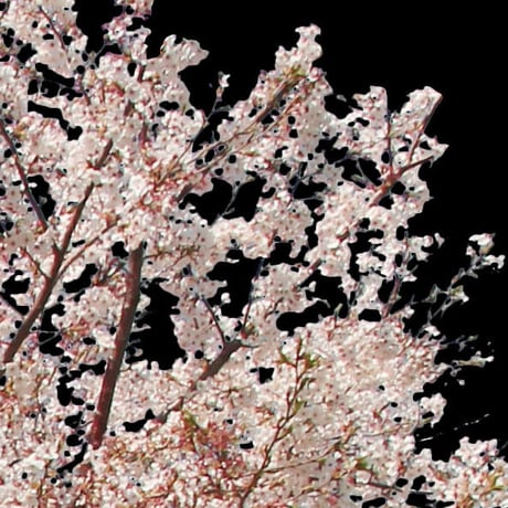 桜　切り抜き素材セット  - Cherry Blossoms   sa_009