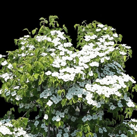 鳥瞰3本樹木    Bird-eye_04  -ハナミズキ-Cornus florida