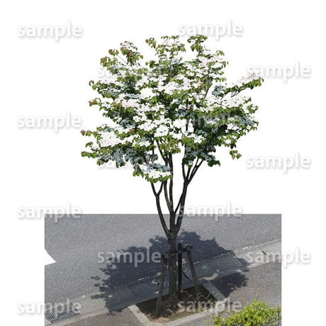 鳥瞰樹木    Bird-eye_07-ヤマボウシ-JapaneseFloweringDogwood