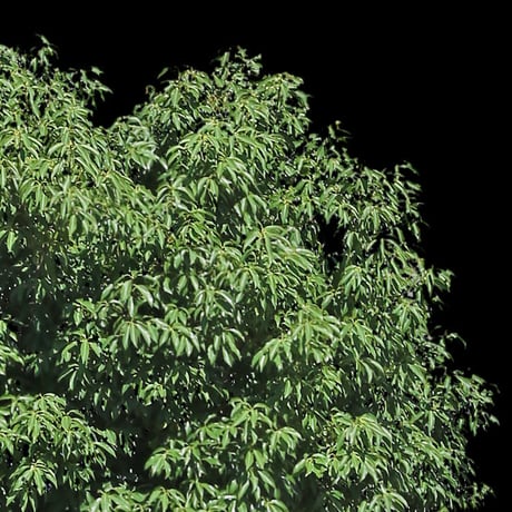 鳥瞰樹木    Bird-eye_32-シラカシ-Bamboo-LeafedOak