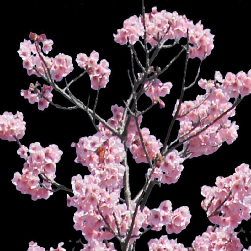 ⭐️All Cherry Blossoms⭐️新品5枚set⭐️婦人画報別注桜 桜 切り抜き素材セット - Cherry Blossoms sa_012 | 樹木素材.com