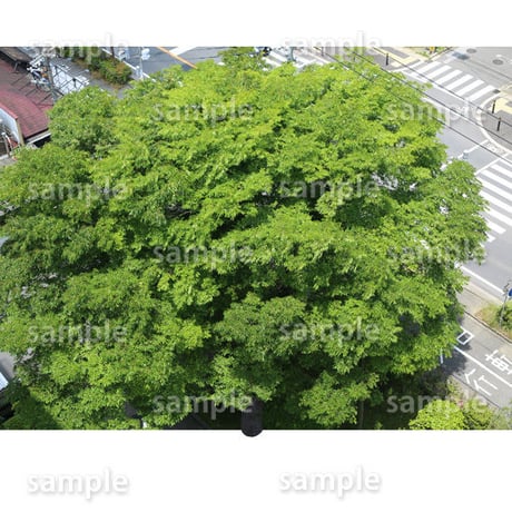 鳥瞰樹木    Bird-eye_43-ケヤキ-Zelkova