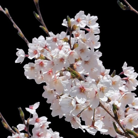 桜　切り抜き素材セット  - Cherry Blossoms   sa_002
