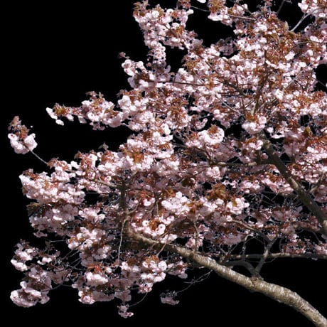 桜　切り抜き素材セット  - Cherry Blossoms   sa_002