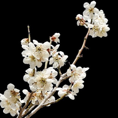 梅　切り抜きセット素材  - Plum trees  2u_02