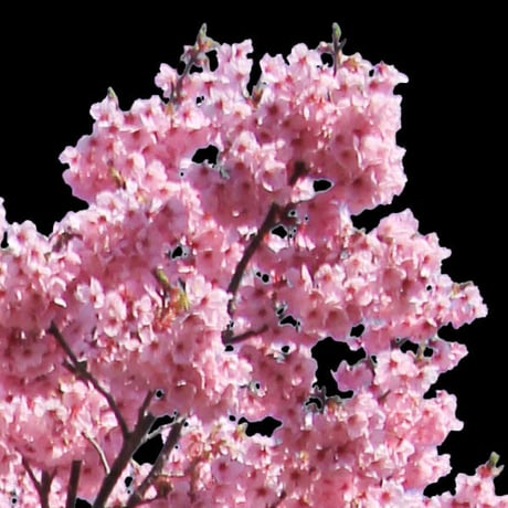 桜　切り抜き素材セット  - Cherry Blossoms   sa_011