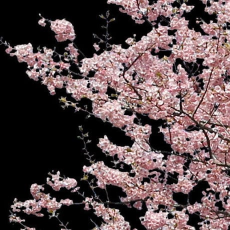 桜　切り抜き素材セット  - Cherry Blossoms   sa_020