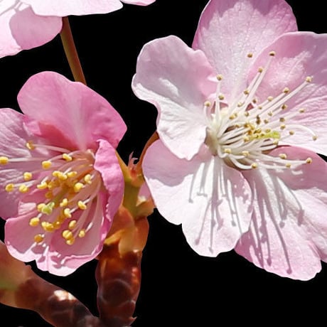桜　切り抜き素材セット  - Cherry Blossoms   sa_015