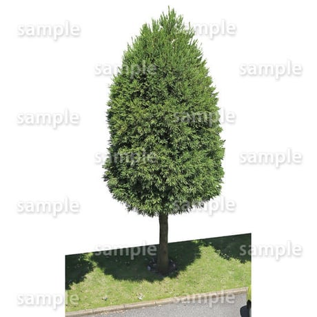 鳥瞰樹木    Bird-eye_31-ヒバ-Conifer
