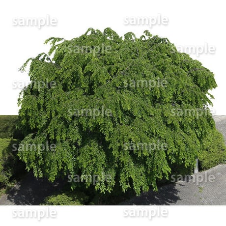 鳥瞰樹木    Bird-eye_42-シダレザクラ-JapaneseCherry