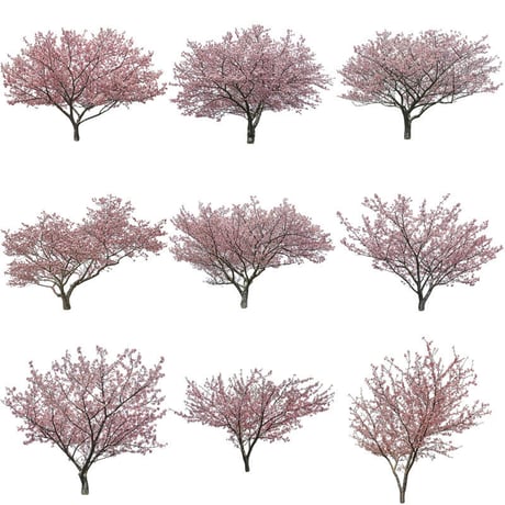 桜　切り抜き素材セット  - Cherry Blossoms   sa_021