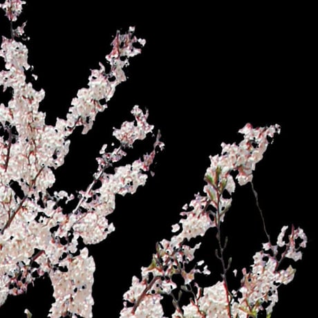 桜　切り抜き素材セット  - Cherry Blossoms   sa_009