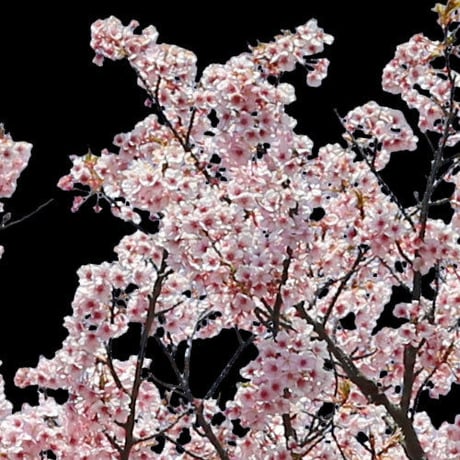 桜　切り抜き素材セット  - Cherry Blossoms   sa_021