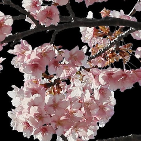 桜　切り抜き素材セット  - Cherry Blossoms   sa_016