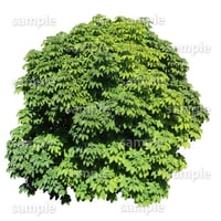 鳥瞰樹木    Bird-eye_45-トチノキ-HorseChestnut