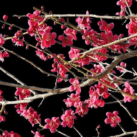 梅　切り抜きセット素材  - Plum trees  2u_03