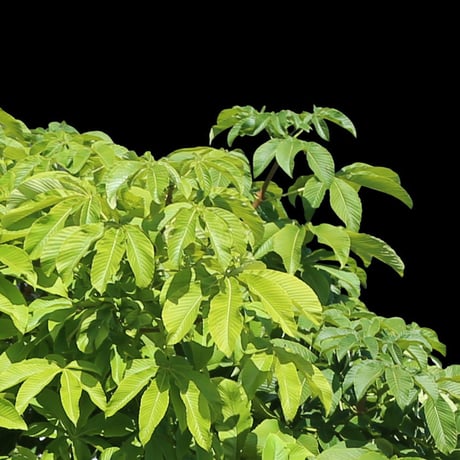 鳥瞰樹木    Bird-eye_45-トチノキ-HorseChestnut
