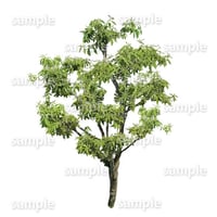 鳥瞰樹木    Bird-eye_17-シラカシ-Bamboo-LeafedOak