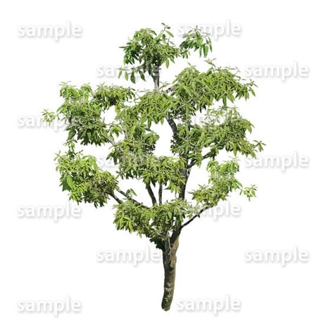 鳥瞰樹木    Bird-eye_17-シラカシ-Bamboo-LeafedOak