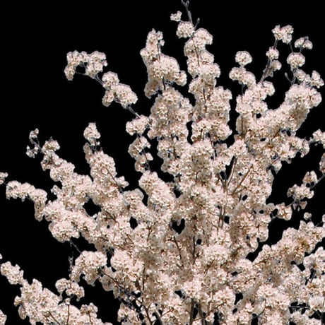 桜　切り抜き素材セット  - Cherry Blossoms   sa_002