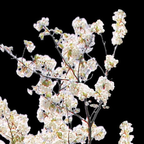 桜　切り抜き素材セット  - Cherry Blossoms   sa_011