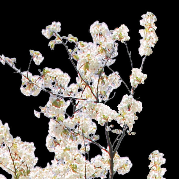 ⭐️All Cherry Blossoms⭐️新品6枚set⭐️婦人画報別注桜 ご予約大好評受付中🪄🎀】カードキャプターさくらコレクション