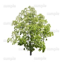 鳥瞰樹木    Bird-eye_16-トチノキ-HorseChestnut