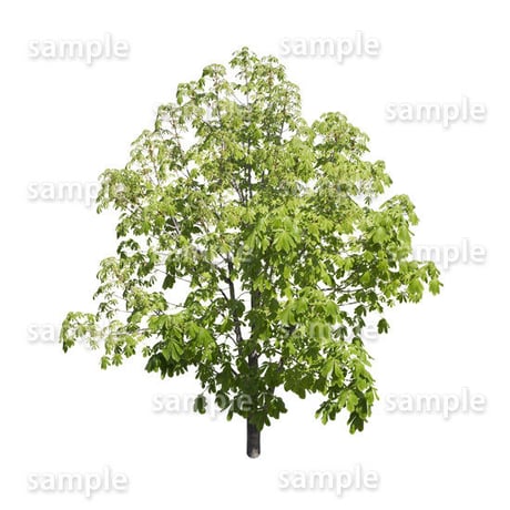 鳥瞰樹木    Bird-eye_16-トチノキ-HorseChestnut