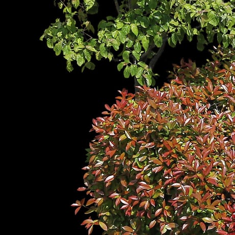 鳥瞰樹木  Bird-eye_60-低木レッドロビンなど-Shrub