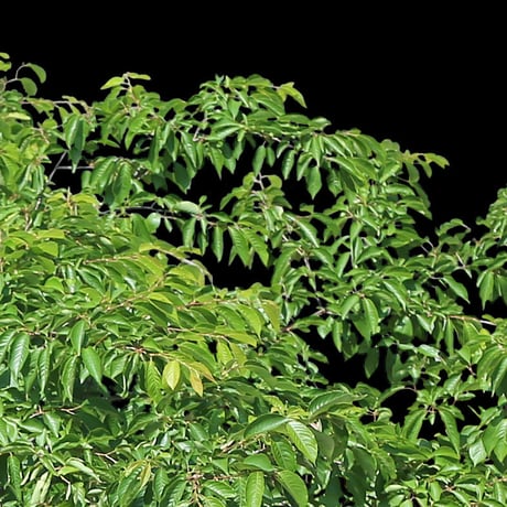 鳥瞰樹木    Bird-eye_20-サクラ-JapaneseCherry