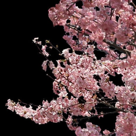 桜　切り抜き素材セット  - Cherry Blossoms   sa_020