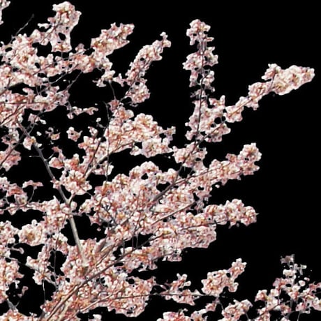 桜　切り抜き素材セット  - Cherry Blossoms   sa_007