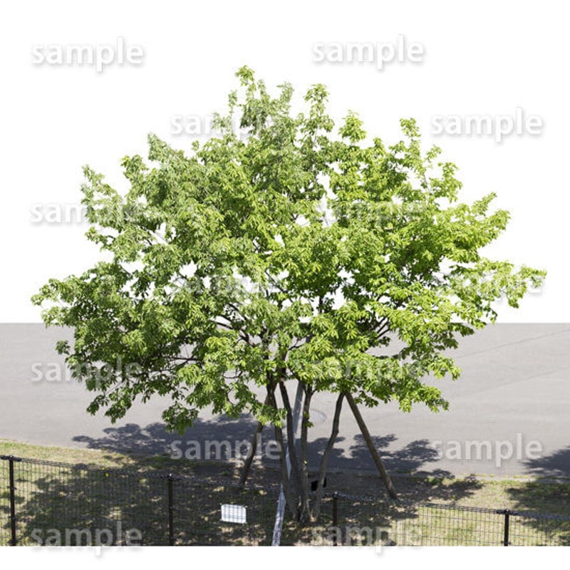 鳥瞰樹木 Bird-eye_11-コナラ-KonaraOak | 樹木素材.com