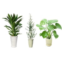 観葉植物素材　3個セット　8kp0017