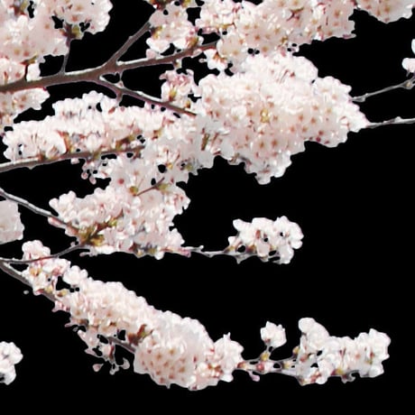 桜　切り抜き素材セット  - Cherry Blossoms   sa_012
