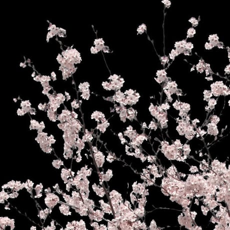 桜　切り抜き素材セット  - Cherry Blossoms   sa_001