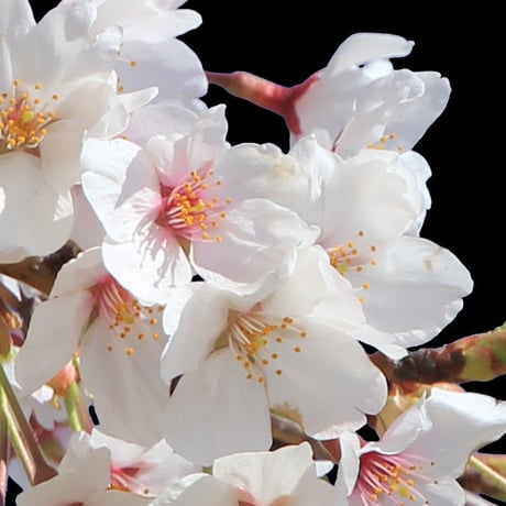 桜　切り抜き素材セット  - Cherry Blossoms   sa_005