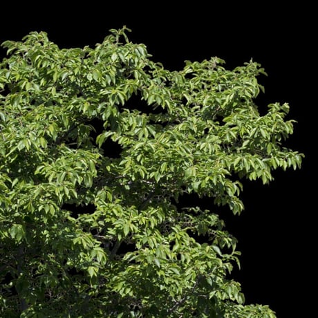 鳥瞰樹木    Bird-eye_27-サクラ-JapaneseCherry