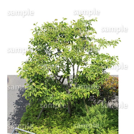鳥瞰樹木    Bird-eye_19-コブシ-KobushiMagnolia