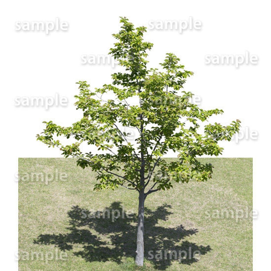 5baa1e795f786605ce000a0d