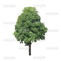 鳥瞰樹木    Bird-eye_35-トチノキ-HorseChestnut