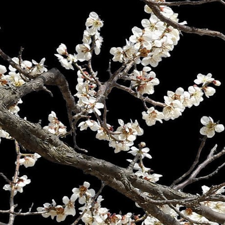 梅　切り抜きセット素材  - Plum trees  2u_04