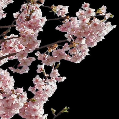桜　切り抜き素材セット  - Cherry Blossoms   sa_017