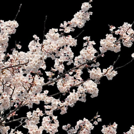 桜　切り抜き素材セット  - Cherry Blossoms   sa_014