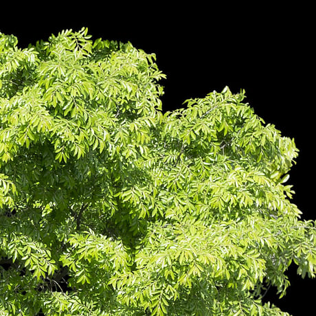 鳥瞰樹木    Bird-eye_47-シラカシ-Bamboo-LeafedOak