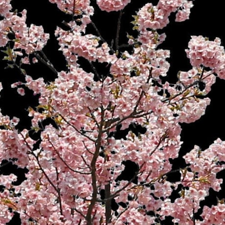 桜　切り抜き素材セット  - Cherry Blossoms   sa_020
