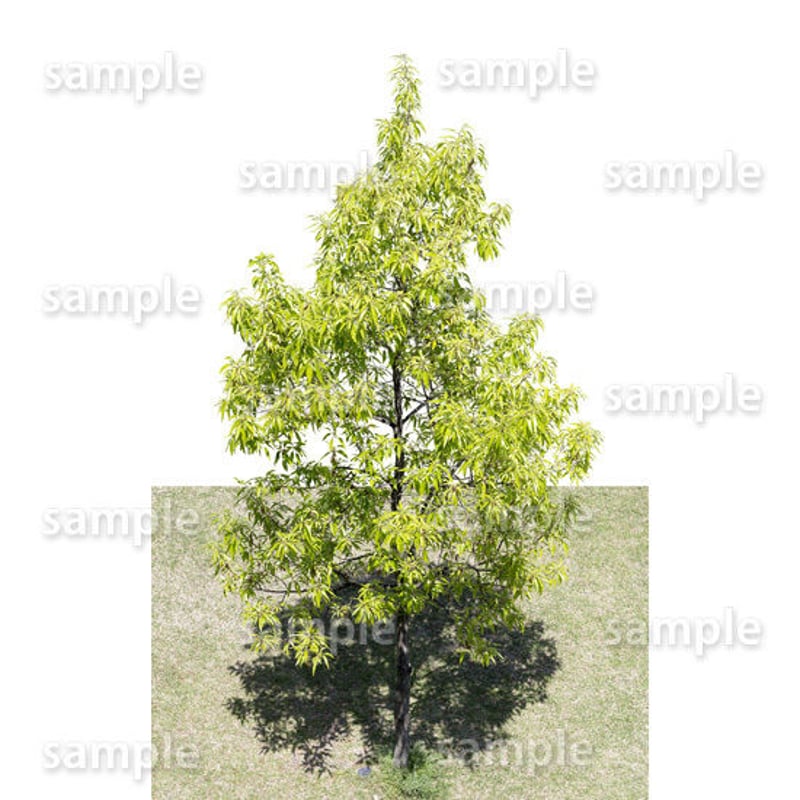 【oyuri】樹木根の絵（枠無し） 無料の木枠イラスト素材PNG・フリー 画像 - Pngtree