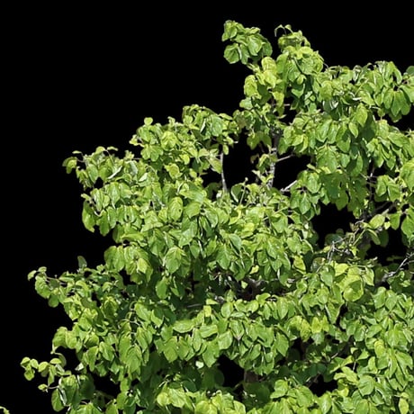 鳥瞰樹木  Bird-eye_55-庭木-GardenTree