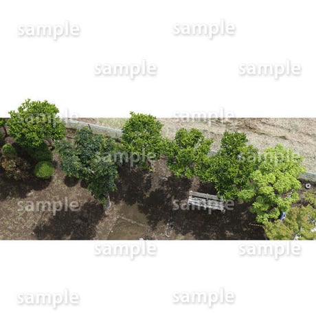 鳥瞰樹木  Bird-eye_56-ユズリハ-DaphniphyllumMacropodum