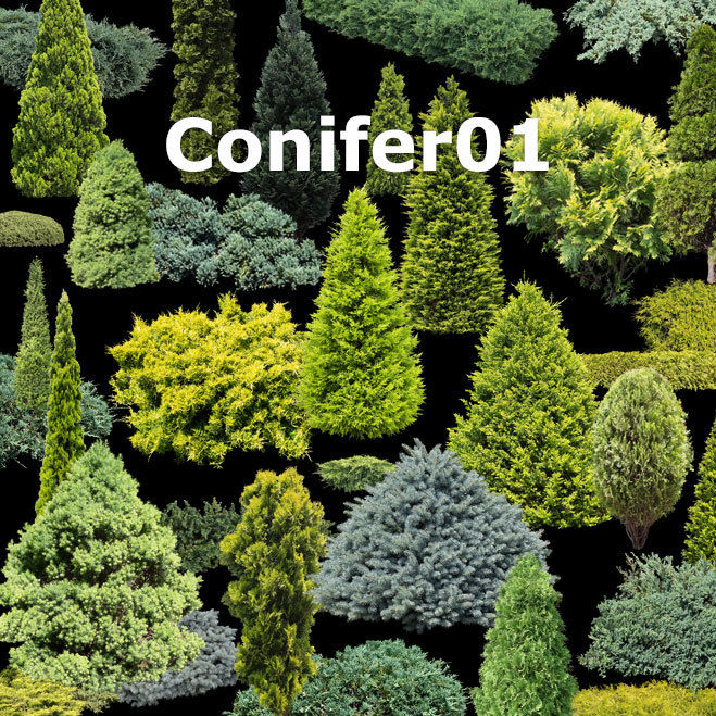 ガーデン庭木素材 コニファー 37個セット G30_06 | 樹木素材.com